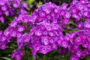 Phlox paniculata 'Dream Girl" New 2025